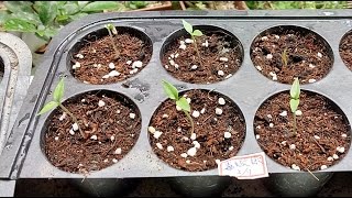 毒蠍辣椒種子育苗紀錄Scorpion pepper seed seedling record [upl. by Atinreb]