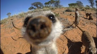 Robot Meerkat Babysits Cute Meerkat Babies [upl. by Coheman]