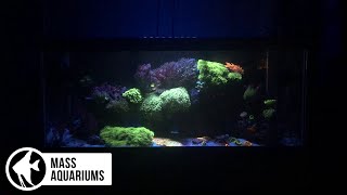 Beautiful Saltwater Reef Aquarium Under Blue LED Lights [upl. by Eneg964]