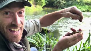 Just out of view trip 297  fishing a small river weir pool with float fished dendras [upl. by Hebe]