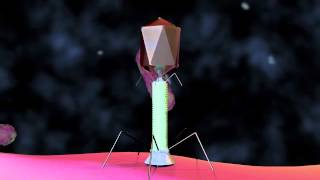 Bacteriophage T4 Virus  3D Animation [upl. by Nyad]