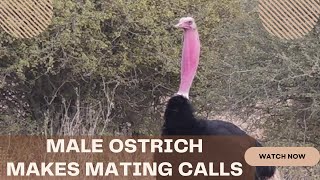 MALE OSTRICH MAKES MATING CALLS mating österreich ostrich MALEOSTRICH wildlife ostrichbird [upl. by Pittman]