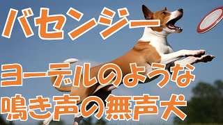 【バセンジー】活発でヨーデルのような鳴き声の無声犬 [upl. by Atillertse]