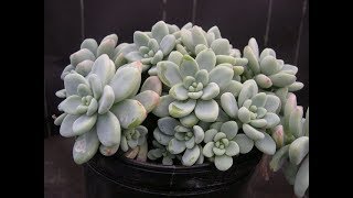 20 ESPÉCIES DE SEDUM PARA IDENTIFICAÇÃO [upl. by Chatav566]