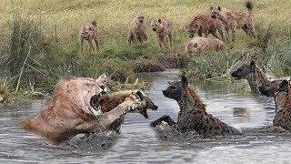 Lion vs Wild Dogs Fight To Death [upl. by Ahsekar]