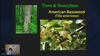 Trees amp Honeybees  American Basswood Tilia americana [upl. by Hacim945]