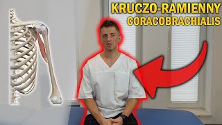 MIĘSIEŃ KRUCZORAMIENNY  CORACOBRACHIALIS  ANATOMIA DLA WSZYSTKICH 2 anatomiadlawszystkich [upl. by Llehsor]