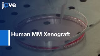 Human MM Xenograft Model to Study Tumor features  Protocol Preview [upl. by Slater]