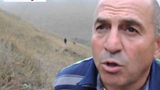 Wolves attack cattle in Lori Region [upl. by Martynne]