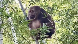 独臂猴子爬树看风景，星星：我想我的胳膊OneArmed Monkey Climbing A Tree To See The Scenery [upl. by Lello]