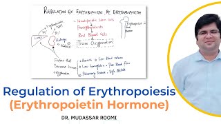 Regulation of Erythropoiesis  Erythropoietin Hormone  RBCs Production  Blood Physiology  RBCs [upl. by Koloski110]