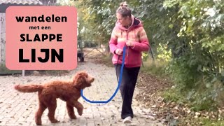 Trekken aan de lijn voorkomen bij het wandelen met de hond [upl. by Noryb]