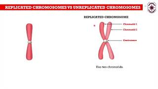 Lesson 1 Introduction to Meiosis Part 1 [upl. by Meneau]