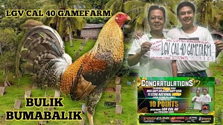 BULIK  DOME  LGV CAL 40 GAMEFARM  CRIS amp MARC LLANES QUALITY GAMEFOWL IN THE PHILIPPINES [upl. by Oirevlis401]