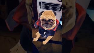 Funny dog dance 🐕🩰😂😂shortsviral [upl. by Suiddaht]