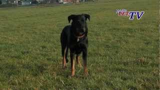 Berger de Beauce Beauceron Informationen zur Rasse [upl. by Lleval]