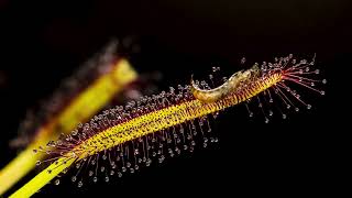 Drosera capensis vs Earwig [upl. by Atnuahsal109]