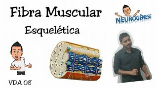 Fibra Muscular Esquelética  Estruturas Microscópicas  Vídeo Aula 08 [upl. by Dlanger101]