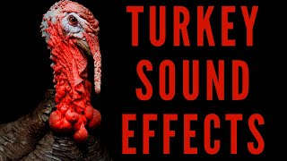 TURKEY SOUND EFFECTS  Turkey Gobbling [upl. by Rochelle]