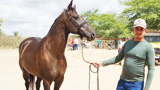 FEIRA DE CAVALOS EM ALTINHOPE 16112024 nordeste [upl. by Adnelg333]