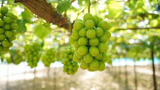 Beautiful Japanese seedless grapes on the Vine in the Vineyard [upl. by Adnouqal]