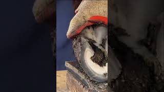 Hoof Cleaning Done Right for Donkeys HoofCare DonkeyCare FarmLife AnimalHealth FastTips [upl. by Nirek760]