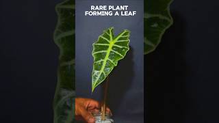 2 weeks TIME LAPSE  rare plant forming a leaf plant [upl. by Ayres]