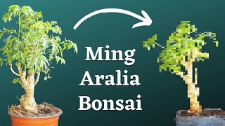 Turning Ming Aralia Plant Into Bonsai [upl. by Akenat58]