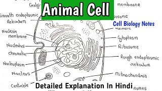 Structure Of Animal Cell  Cell Biology Handwritten Notes biology bsc neet [upl. by Meil315]