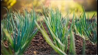 Turning One Onion Bulb to Plenty in Your Garden [upl. by Siseneg]