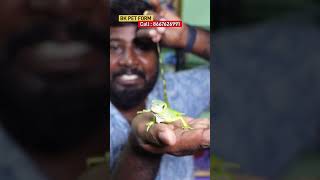 Exotic pet animal in tamil [upl. by Rivy]