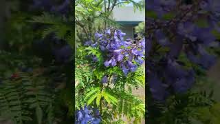 Bonsai Blue Dwarf Jacaranda tree in bloom Northern California zone 9B [upl. by Sturges]