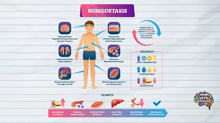 HOMEOSTASIS DEFINITION MEDICAL DICTIONARY [upl. by Drofnats]