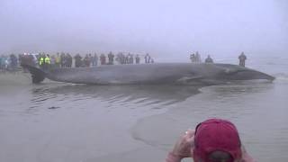 Whale  Galveston [upl. by Hubble721]