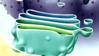 Endomembrane system  Exocytosis [upl. by Obara651]