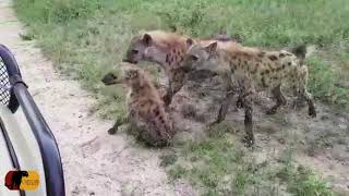 AMAZING  Baby Hyena Fights for its Life after Sudden Attack from Rival Clan [upl. by Nallak579]