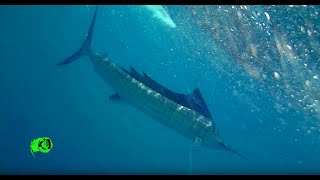 SAILFISH on water wolf no Rapala X Rap Magnum [upl. by Ermengarde199]