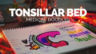 Tonsillar bed  Anatomical Doodling 2017 [upl. by Dorion877]