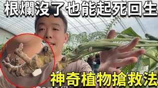 根都烂没了植物还能活吗？一个万能方法，让你的植物起死回生【禅艺绿植工作室】 [upl. by Kinsley]