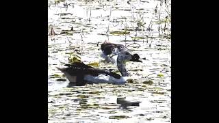 कमलवन के हंस  Knobbilled Ducks [upl. by Nairehs247]