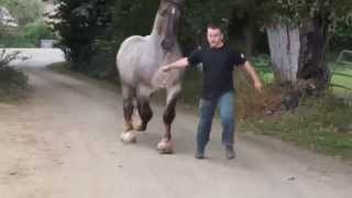 CHEVAL BRETON  ULSON DU COUESNON [upl. by Brigette]