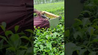 Kisankraft tea cutting machine  tea leaf harvasting machine sortvideo farming teaharvester [upl. by Whiffen892]