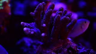 SPS and Acropora coral growth [upl. by Lekcim]