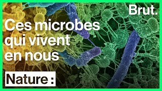 Le microbiote des bactéries indispensables à notre bienêtre [upl. by Sedda]