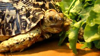 TORTOISE LEOPARD GEOCHELONE PARDALIS [upl. by Josias56]