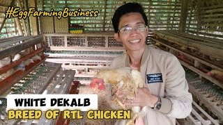 Magandang Breed Ng RTL Chicken  White Dekalb  Egg Farming Business  The Backyard Farming [upl. by Acinyt420]