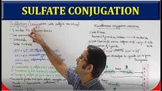 Sulfate Conjugation Biotransformation Metabolism Part 9 [upl. by Nottnerb]