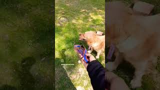 Sunshine and zoomies a Golden Retrievers perfect day ☀️ shorts [upl. by Nyrual270]