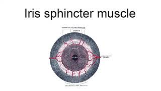 Iris Sphincter Muscle [upl. by Shih]