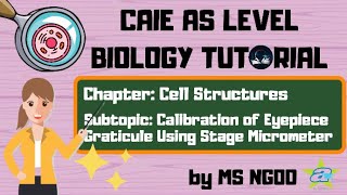 BIO Calibration of Eyepiece Graticule  Cell Structures  Calculate actual cell size [upl. by Conal]